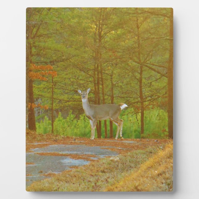 PLACA EXPOSITORA DSCF4041.JPG (Frente)