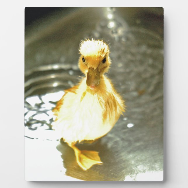 Placa Expositora Duckling has a bath. (Frente)