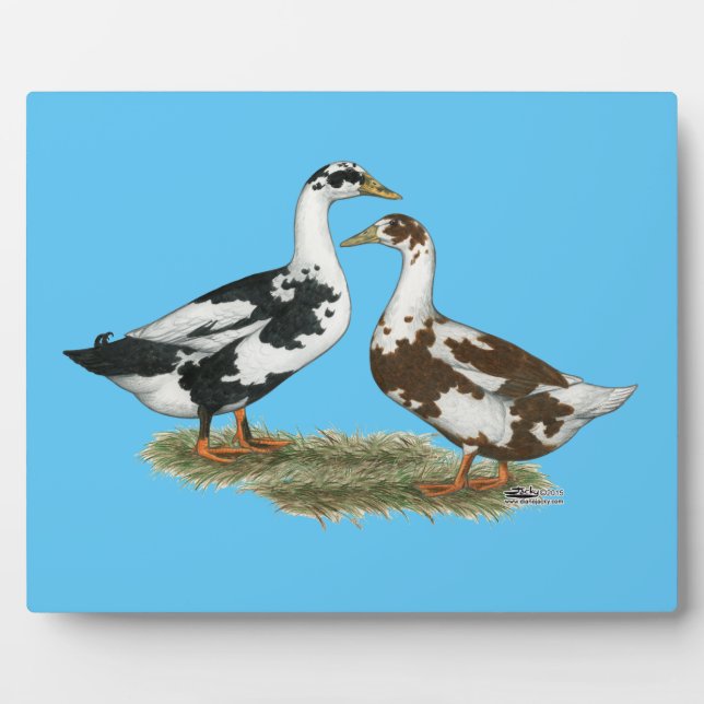 Placa Expositora Ducks Ancona Pair (Frente)