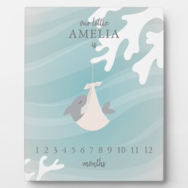 Placa Expositora Dulce hito bebé de tiburón