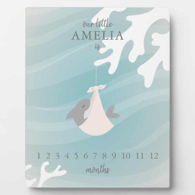 Placa Expositora Dulce hito bebé de tiburón (Frente)