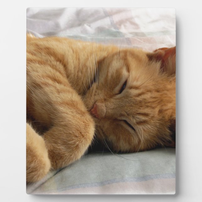 Placa Expositora Dulces sueños (Frente)