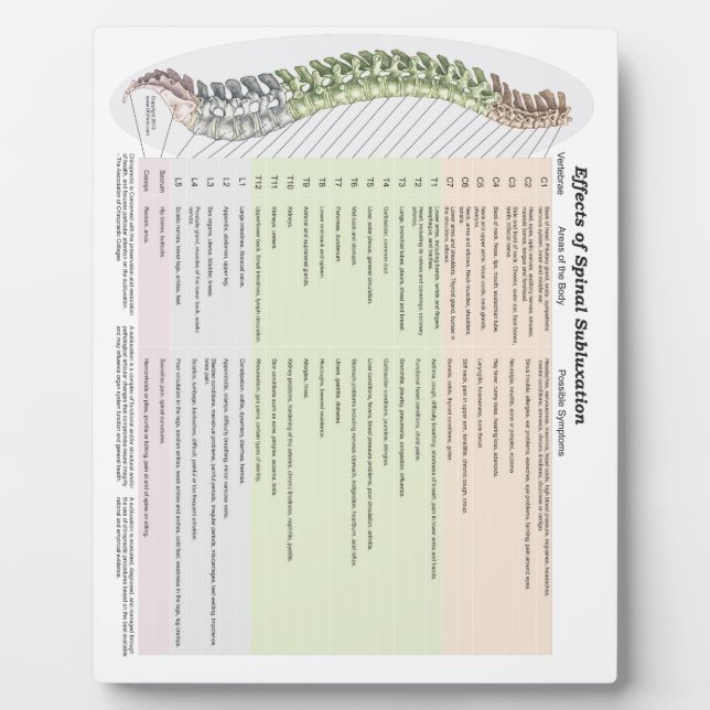 Placa Expositora Efectos quiroprácticos de la subluxación espinal E (Frente)
