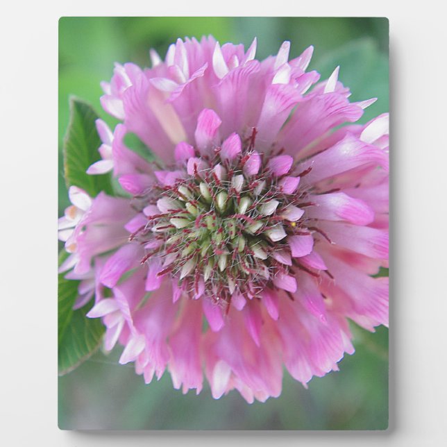 Placa Expositora Einzigartige rosa Blüte (Frente)