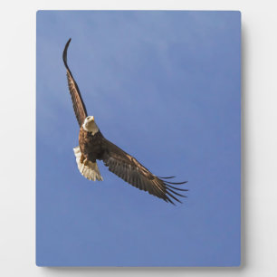 Placa Expositora El águila calva