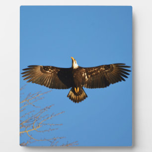 Placa Expositora El águila calva se eleva1
