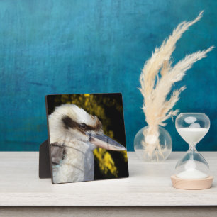 Placa Expositora El ala azul australiana Kookaburra,