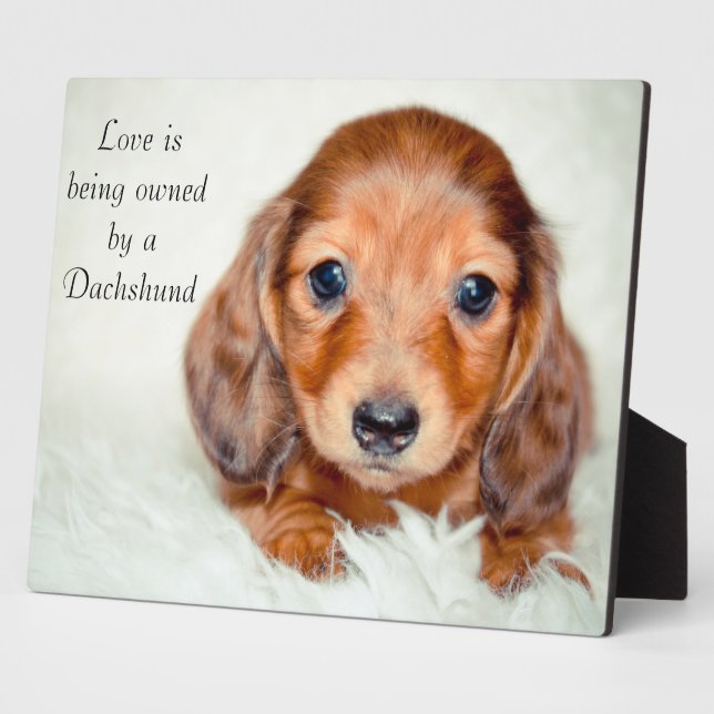Placa Expositora El amor es propiedad de un Dachshund (Lado)