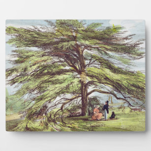 Placa Expositora El árbol del cedro del Líbano en el arboreto, Kew 