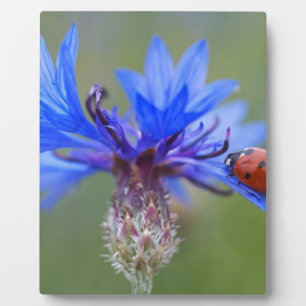 Placa Expositora El azul florece vid del arte del destino del amor
