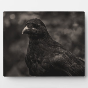 Placa Expositora El Buscador