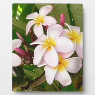 Placa Expositora El Frangipani hawaiano de la hawaiana florece