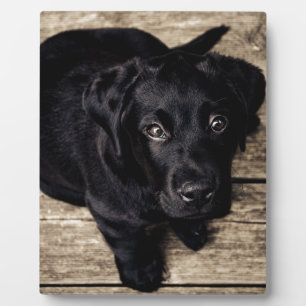 Placa Expositora El Labrador Negro recupera una pipa en la madera