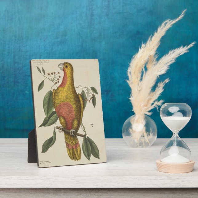 Placa Expositora "El loro del paraíso" (Lado)