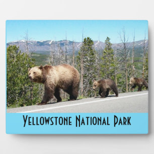 Placa Expositora El oso grizzly salvaje mamá y cobs en piedra amari