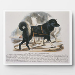 Placa Expositora El perro esquimaux (Canis familiaris)