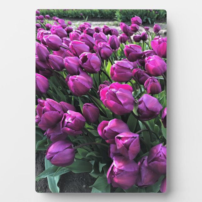 Placa Expositora El príncipe morado Tulips (Frente)