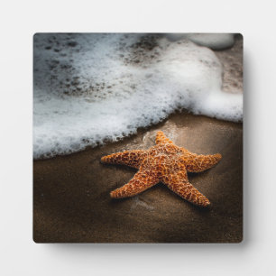 Placa Expositora El Solo Starfish En La Playa