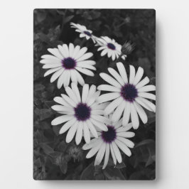 Placa Expositora El sutil contraste de la naturaleza