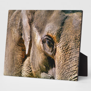 PLACA EXPOSITORA ELEFANTE
