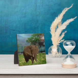 Placa Expositora Elefante de toro,