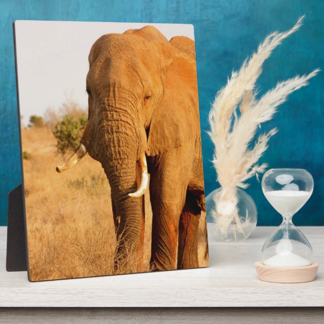 Placa Expositora Elefantes (Lado)