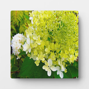 Placa Expositora Elegante Hortensia Limelight Verde Chartreuse