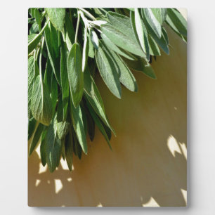 Placa Expositora Elegantes hierbas botánicas verdes dejan sabio