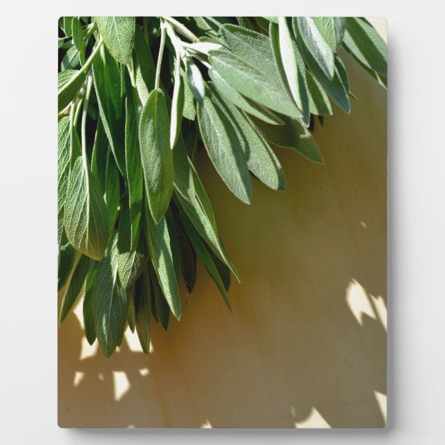 Placa Expositora Elegantes hierbas botánicas verdes dejan sabio (Frente)
