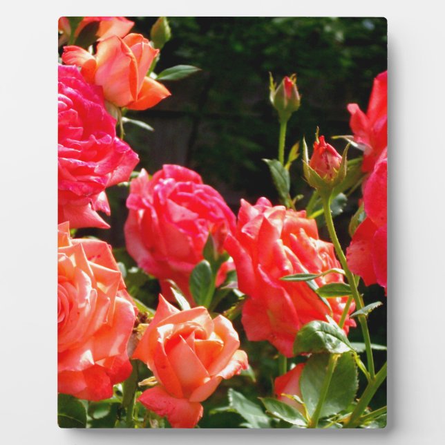 Placa Expositora Elegantes naranjas rojos  rosas florales (Frente)