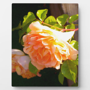 Placa Expositora Elegantes rosas de la naranja de las flores de mel