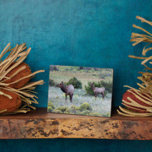 Placa Expositora Elk americano   Colorado