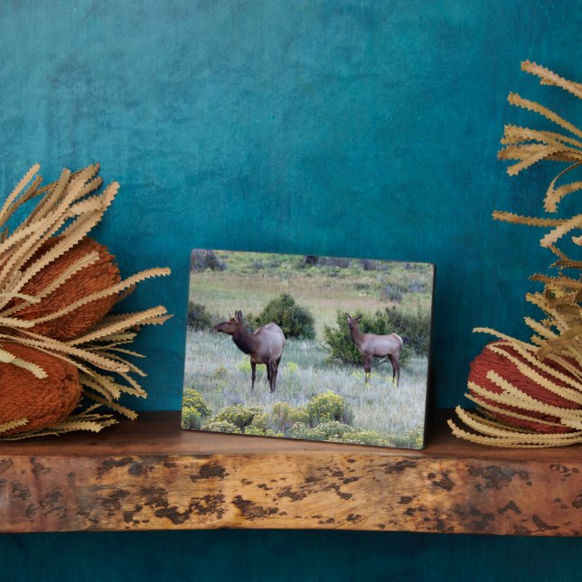 Placa Expositora Elk americano | Colorado (Lado)