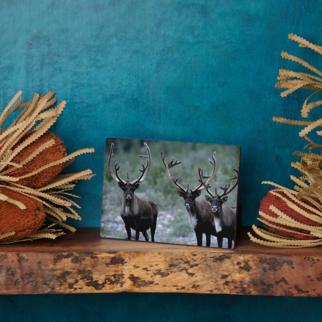 Placa Expositora Elk Herd | Monte Baring, Washington (Lado)