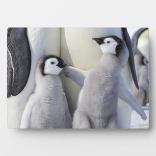Placa Expositora Emperador Penguin Chick