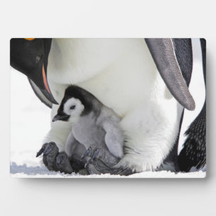 Placa Expositora Emperador Penguin Isla de las Colinas de Nieve