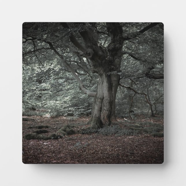 Placa Expositora En el bosque de cuento de hadas (Frente)