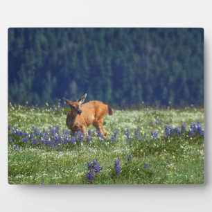 Placa Expositora En la pradera