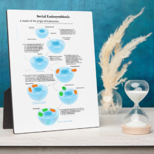 Placa Expositora Endosimbiosis serie Teoría mitocondria plastids