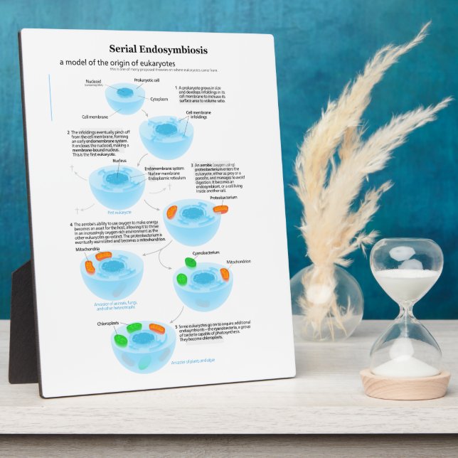 Placa Expositora Endosimbiosis serie Teoría mitocondria plastids (Lado)