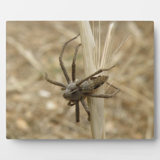 Placa Expositora Espeluznante Plaque de araña cruda (Frente)