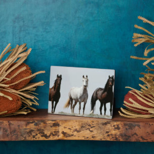 Placa Expositora Estalliones salvajes jóvenes