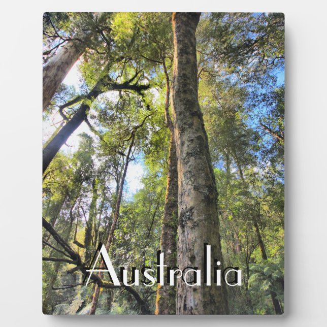 Placa Expositora Eucaliptus Gum Trees de la selva tropical australi (Frente)