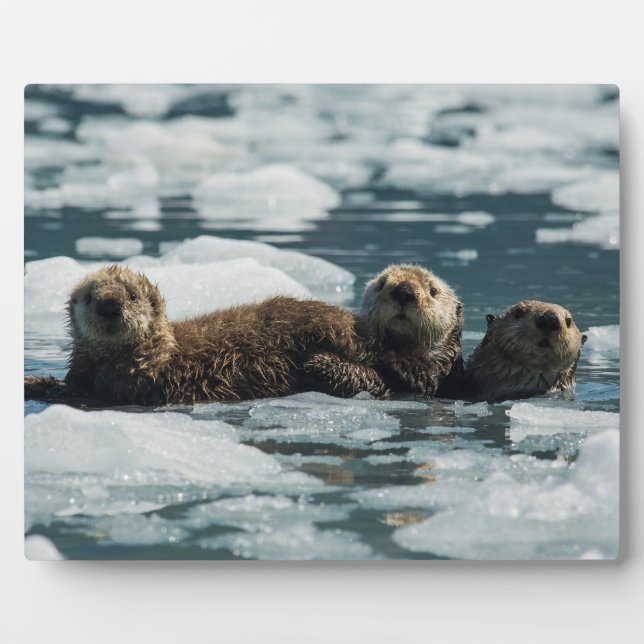 Placa Expositora Familia Sea Otter (Frente)