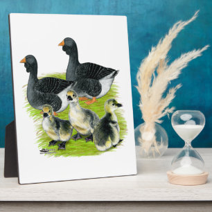 Placa Expositora Familia Toulouse Goose