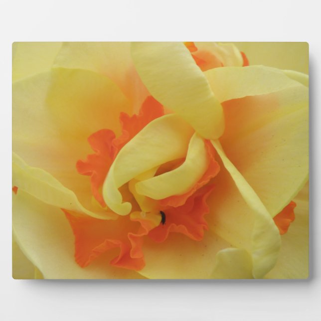 Placa Expositora Fancy Daffodil Plaque (Frente)