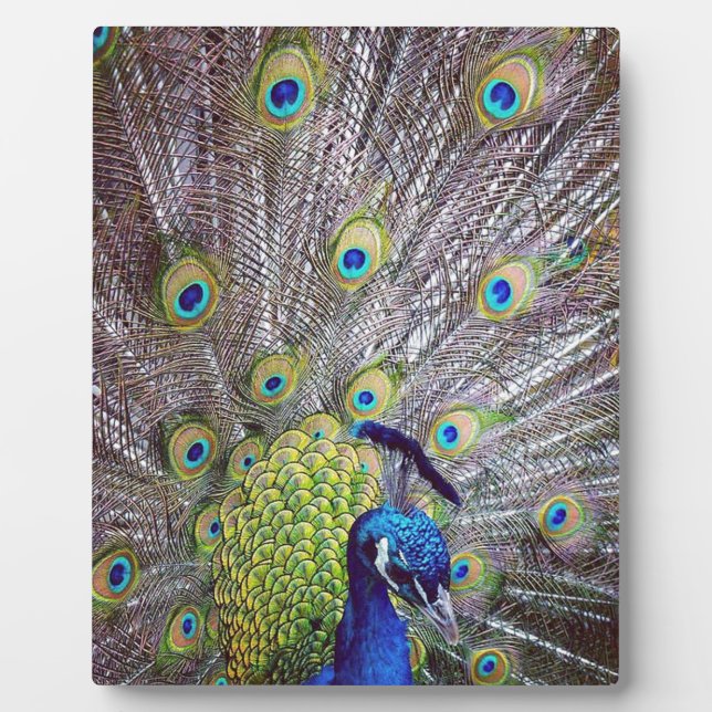 Placa Expositora Fantasmas de pavo real (Frente)