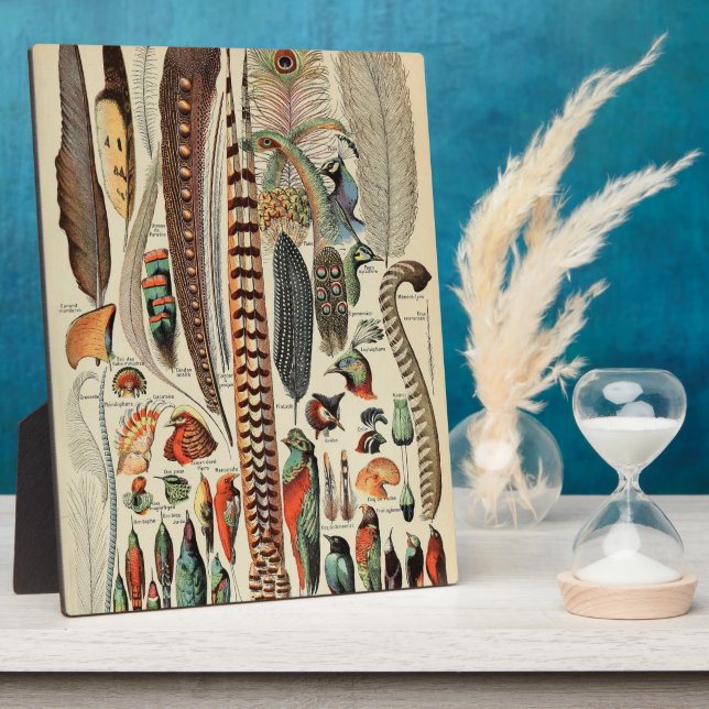 Placa Expositora Feather Bird Wildlife Antigüedades Feathers (Lado)