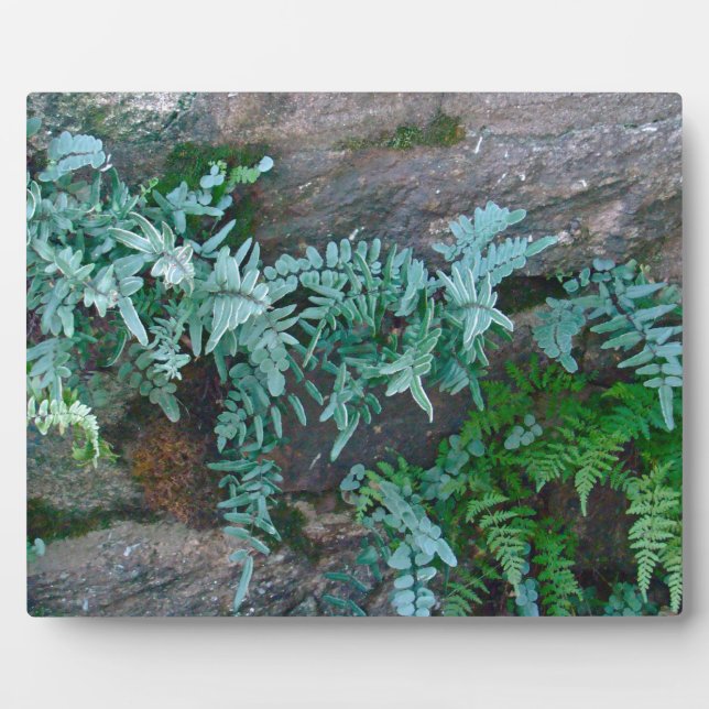 Placa Expositora Ferns in Philadelphia (Frente)