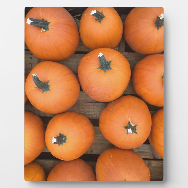 Placa Expositora Filas de calabaza (Frente)